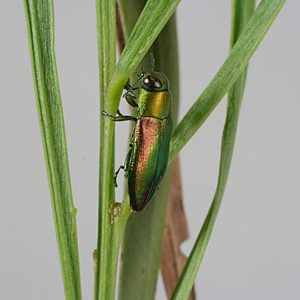 Melobasis semisuturalis, PL0526F, male, on Acacia retinodes, MU, 6.7 × 2.6 mm